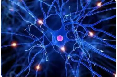 神经元之间是怎么联系的?