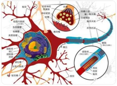 什么是神经纤维?什么是神经干?