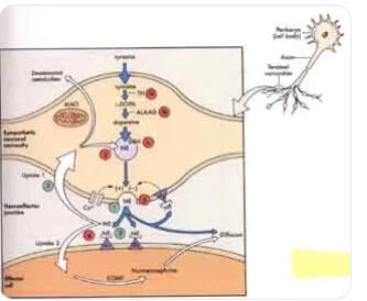 什么是胆碱能神经?什么是肾上腺素能神经?