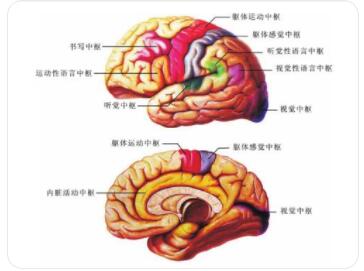 什么是神经中枢?重要的神经中枢都分布在脑、脊髓的哪些部位?