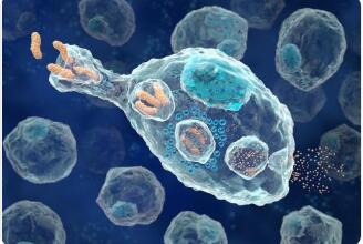 吞噬细胞是怎样作用于细菌的?