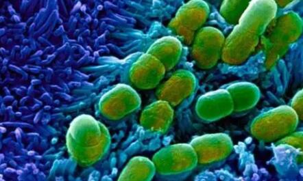 抗菌素是怎样作用于细菌的?