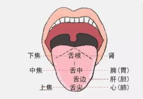 人为什么会有舌苔?看舌苔为什么能帮助诊断疾病?