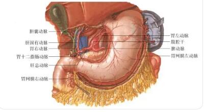 什么是韧带、系膜和网膜?