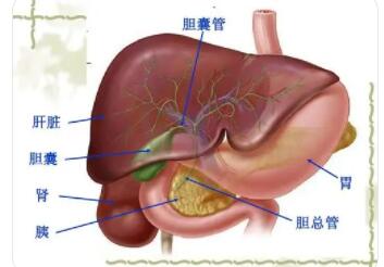 胆囊为什么容易发炎?