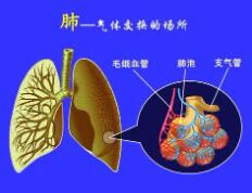 呼吸系统包括哪些器官?