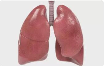 肺的结构与机能有什么关系?