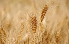 小麦的功效与作用_小麦图片