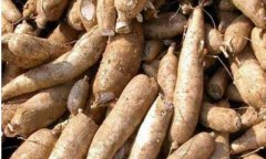 木薯图片_植物木薯的功效与作用及毒性