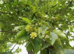 喜树图片_植物喜树的功效与作用及毒性