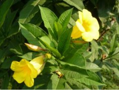 黄蝉图片_植物黄蝉的功效与作用及毒性