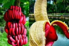 红蕉图片_植物红蕉的功效与作用及毒性