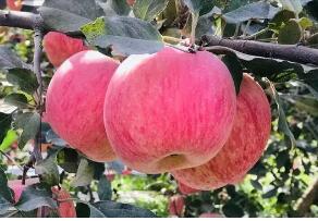 苹果的营养保健作用与食用功效何在?