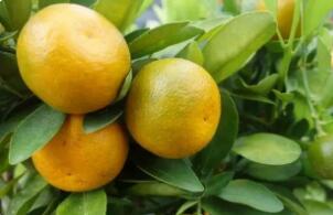 橘子的营养价值与保健功能何在?