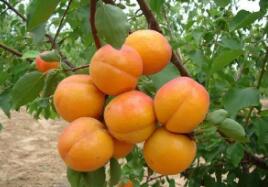 杏的营养价值与保健功能何在?