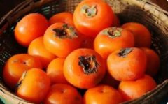 柿子的营养价值与保健功能何在?