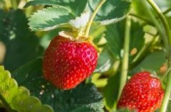 草莓的营养价值与保健功能何在?