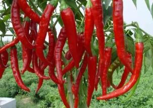 辣椒的营养价值与辣椒保健功能何在?