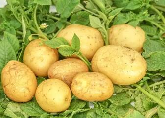土豆的营养价值与土豆保健功能何在?