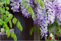 紫藤的图片与功效_植物紫藤的价值