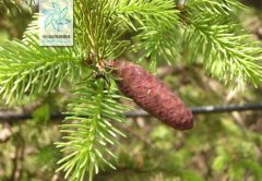 红皮云杉的图片与功效_植物红皮云杉的作用价值