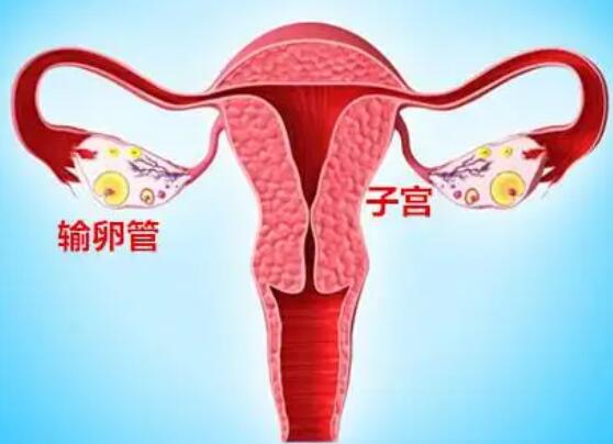 女性输卵管保养方法_怎么保养好输卵管
