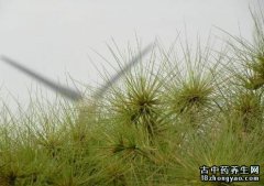 滨刺草的图片与功效_植物滨刺草的作用价值