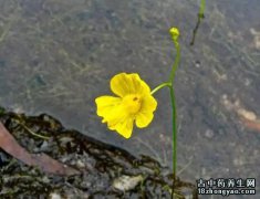 狸藻黄花的图片与功效_植物狸藻黄花的作用价值