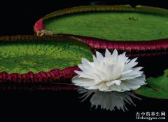 亚马逊王莲的图片与功效_植物亚马逊王莲的作用价值