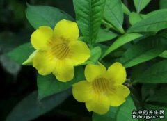 软枝黄蝉的图片与功效_植物软枝黄蝉的作用价值