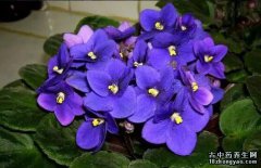 紫罗兰的图片与功效_植物紫罗兰的作用价值